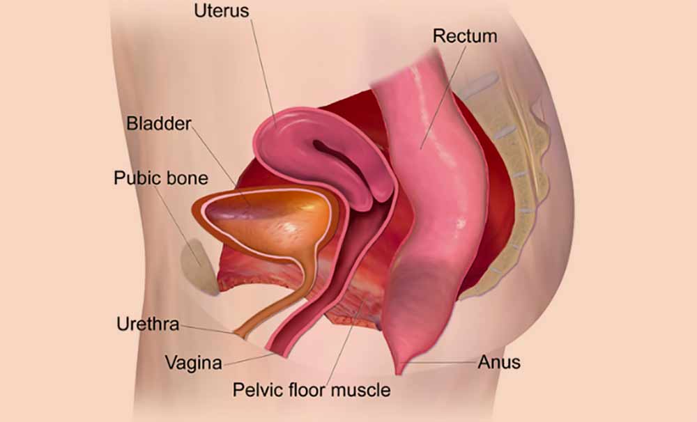 pelvic-floor-muscles